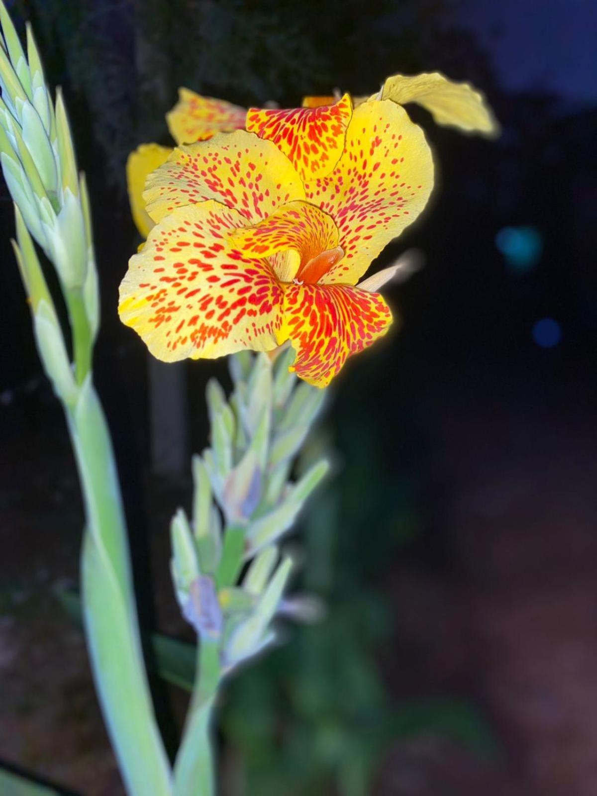 Home Feeling Kilimanjaro Moshi Ngoại thất bức ảnh