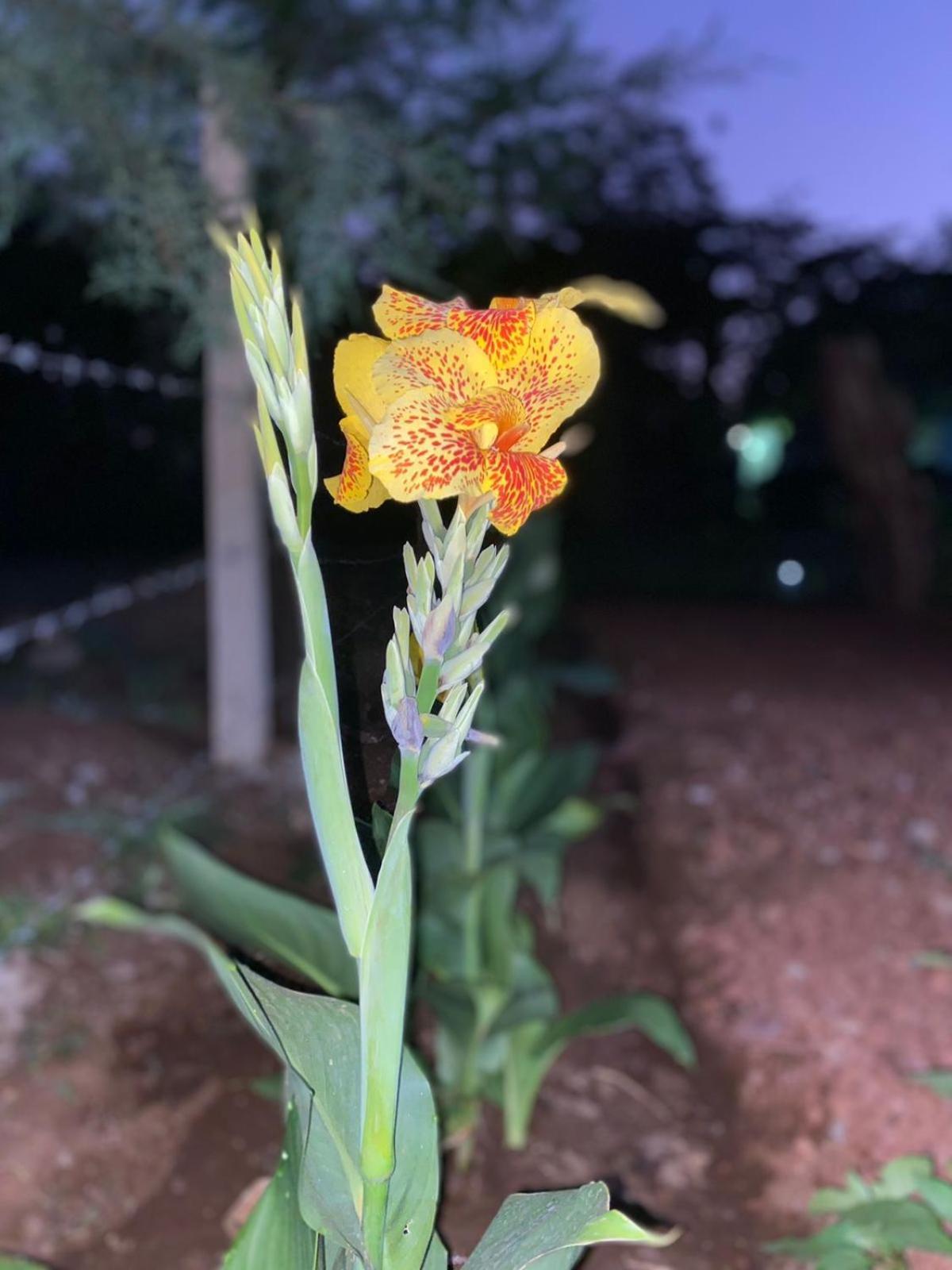 Home Feeling Kilimanjaro Moshi Ngoại thất bức ảnh